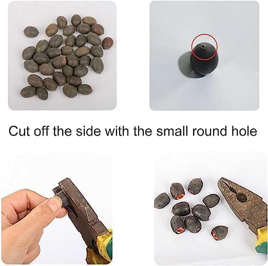 Bonsai Lotus Flower Seeds