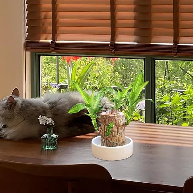 Brazilian Lucky Wood Plant (Pack of 2)