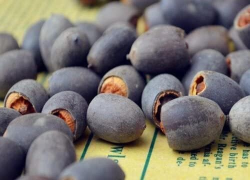 Bonsai Lotus Flower Seeds