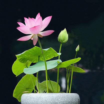 Bonsai Lotus Flower Seeds
