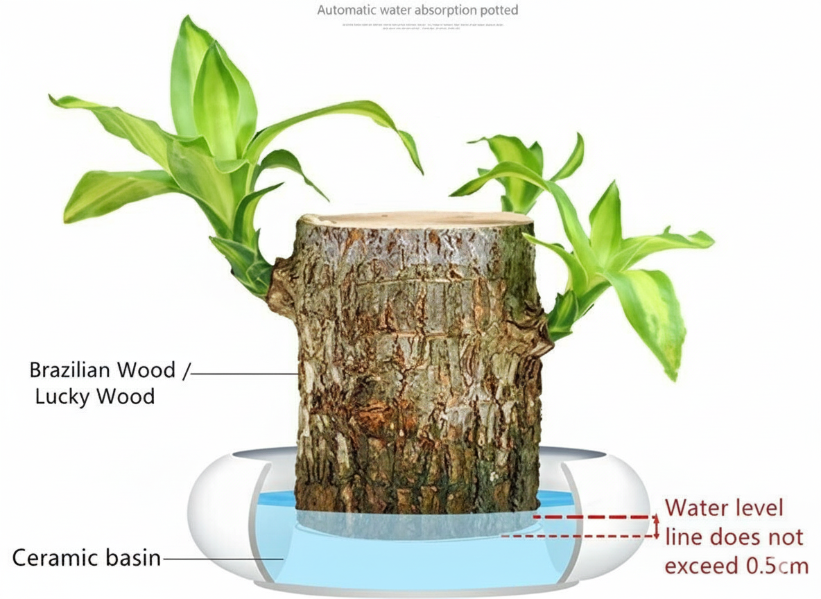 Brazilian Lucky Wood Plant (Pack of 2)