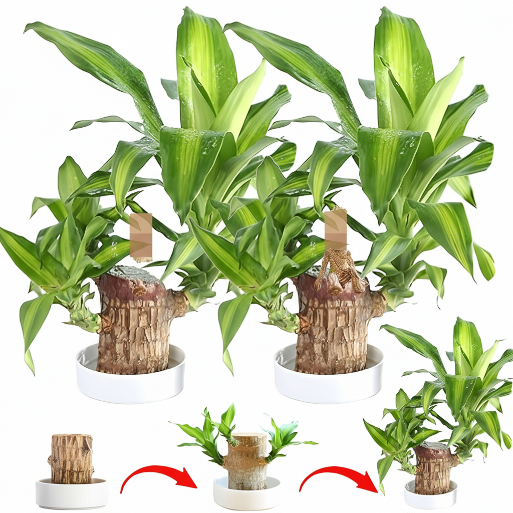 Brazilian Lucky Wood Plant (Pack of 2)